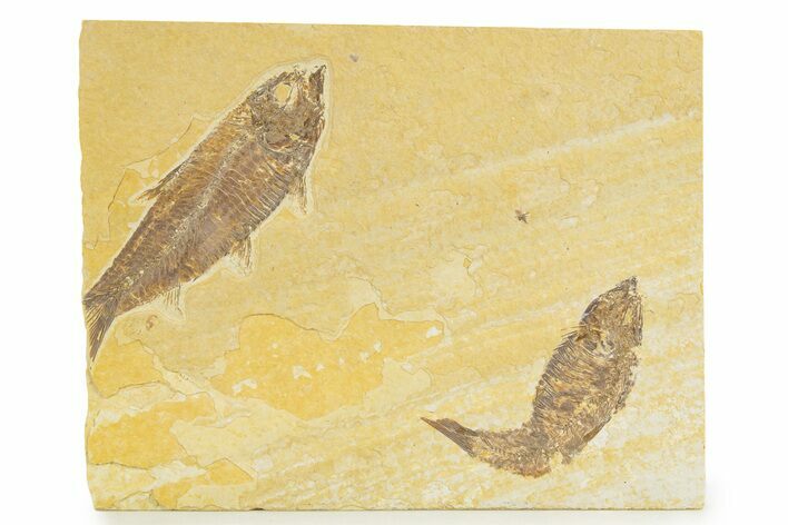 Limestone with Two Fossil Fish (Knightia) - Wyoming #345403